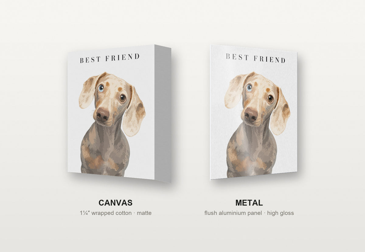 Modern Portrait custom pet portrait shown as a canvas and as a metal print