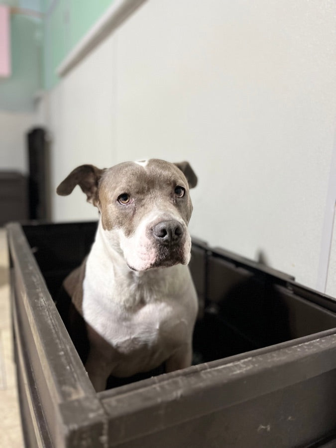 Photo of Chuckie as sent in by their owner
