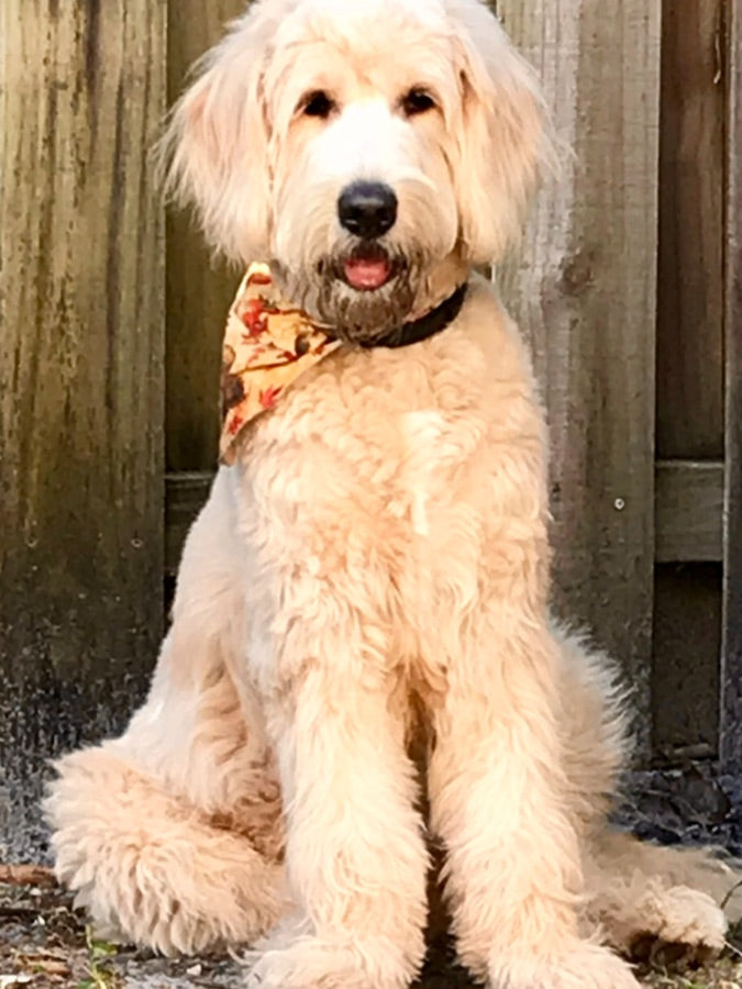 Photo of Jack as sent in by their owner
